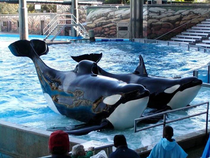 Tillikum and Taima